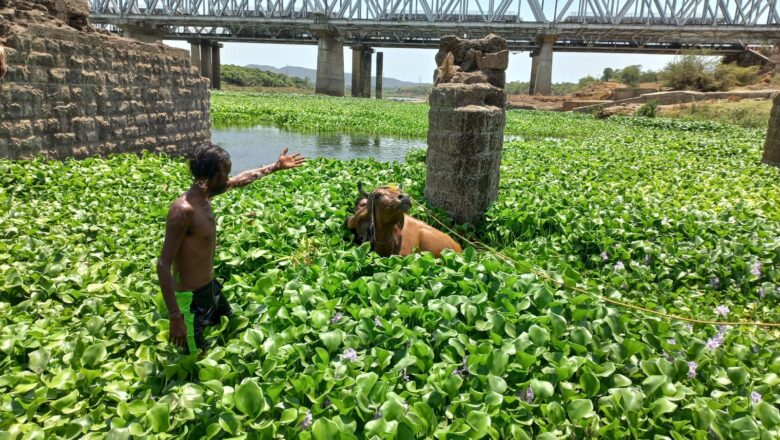 દમણગંગા નદીમાં માછલીઓ માટે પ્રાણઘાતક બનેલા જળકુંભીના વેલામાં ફસાયેલ ગાય ને 2 કલાકની મહેનત બાદ રેસ્ક્યુ કરાઈ