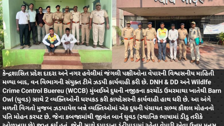 DNHમાં આવેલ દૂધની પંચાયતની મહિલા સભ્યનો પતિ અને દપાડાનો વેપારી ઘુવડની હેરાફેરીમાં ઝડપાયા, WCCB એ બંનેની કરી ધરપકડ